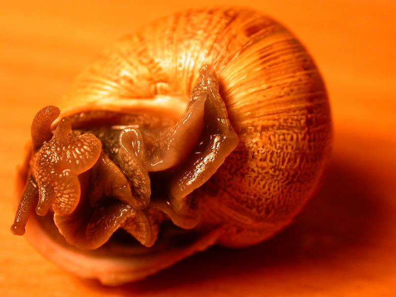 My Friend the Snail.JPG